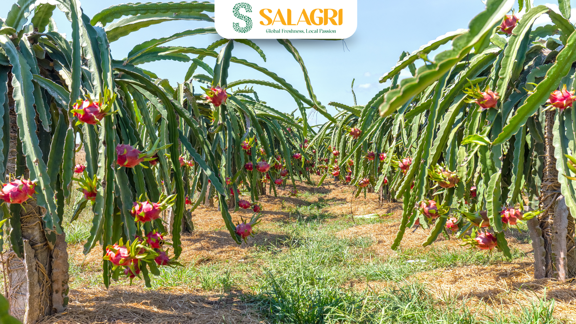vietnam-dragon-fruit-farm