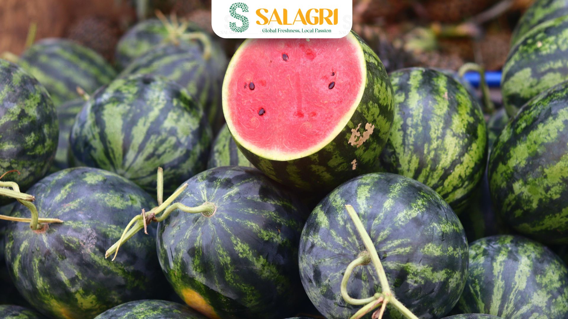 salagri-fresh-watermelon-farm-salagri