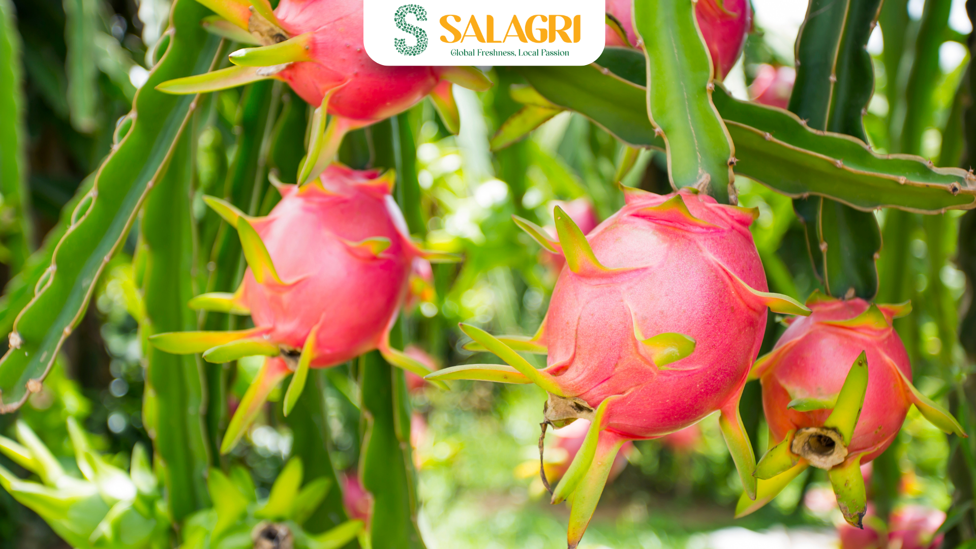 dragon-fruit-farm