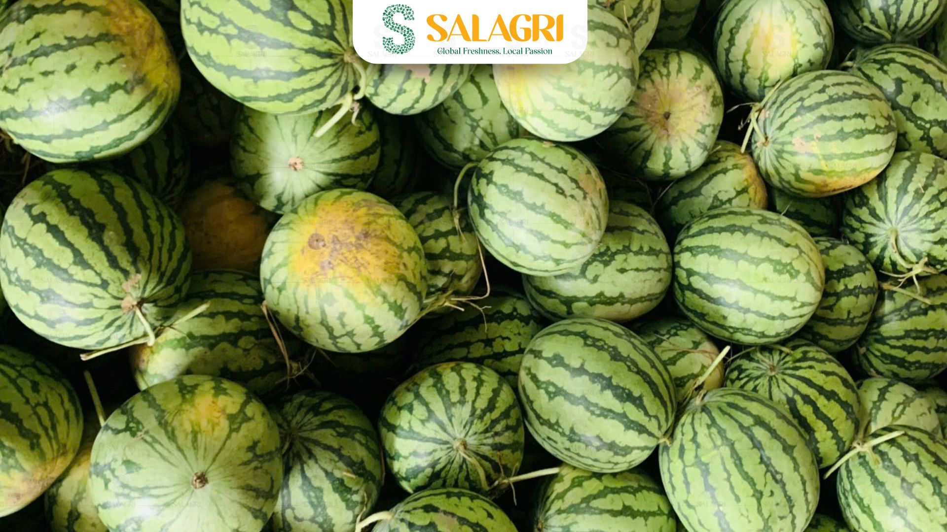 fresh-watermelon-farm-salagri
