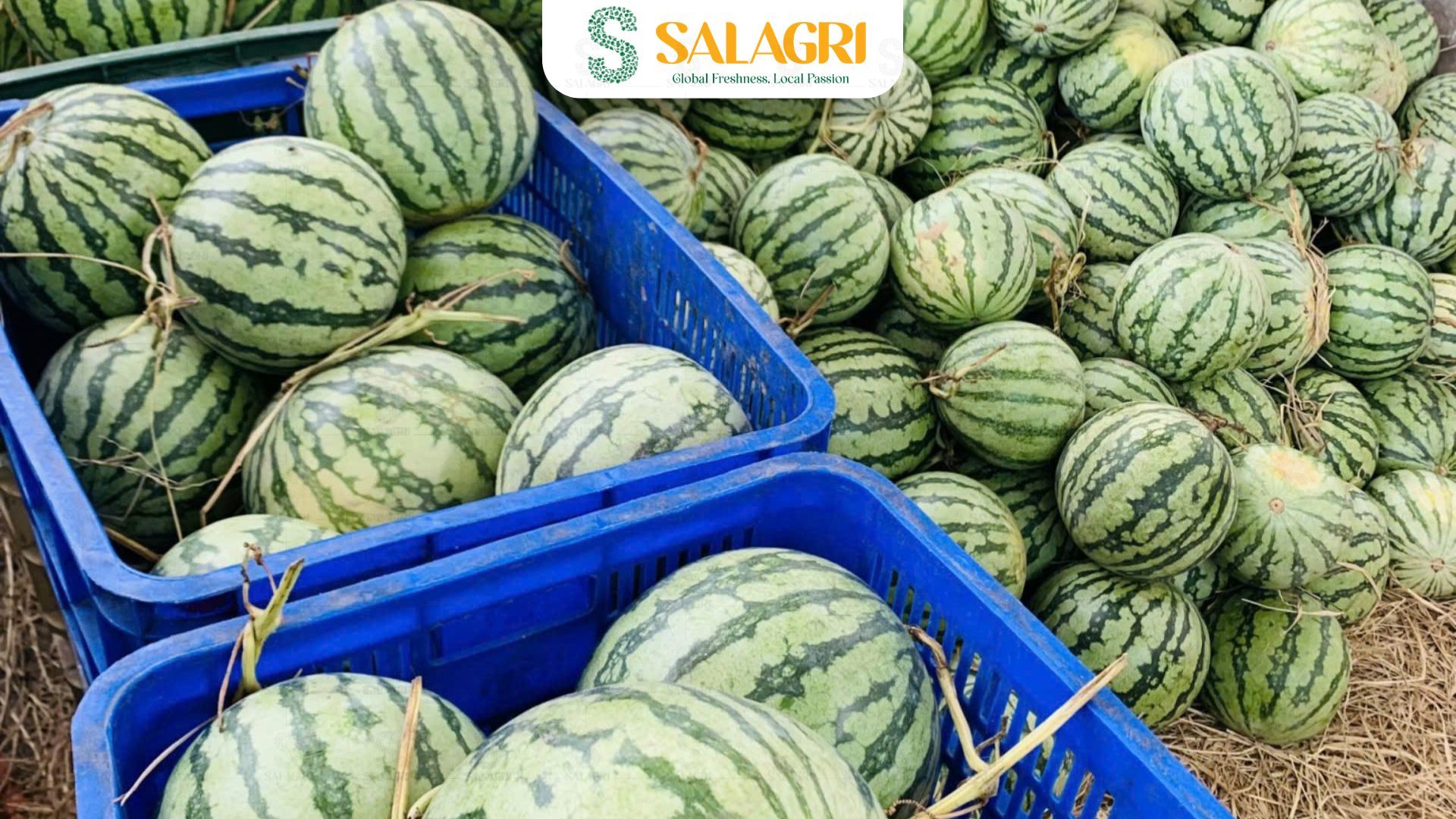 fresh-watermelon-salagri