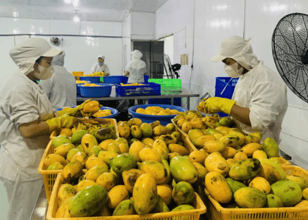 salagrifruit-factory