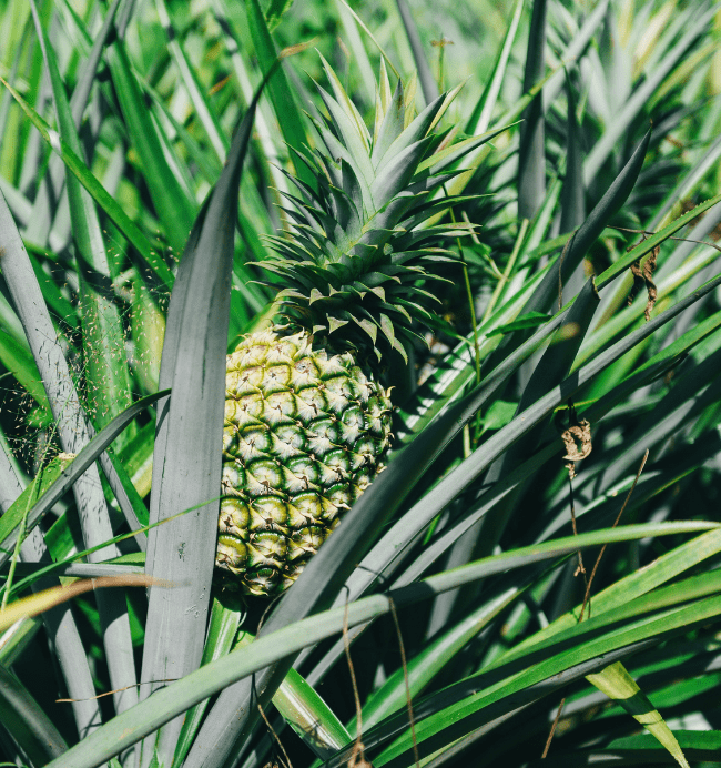 salagri-pineapple