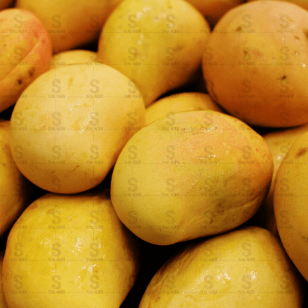 fresh-mango-salagri