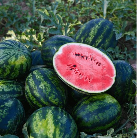 Fresh-watermelon